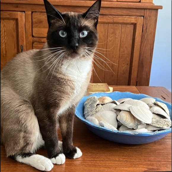 Hi. I’m Koda. I’m 1 year old now - Picture 1 of 14